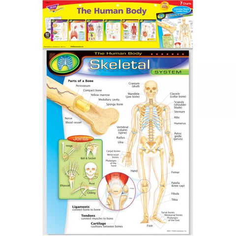 The Human Body Learning Charts Combo Pack 17" x 22" - 7 Pieces - Recommended Grades 5-9