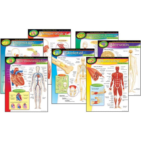 The Human Body Learning Charts Combo Pack 17" x 22" - 7 Pieces - Recommended Grades 5-9