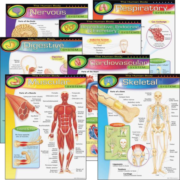 The Human Body Learning Charts Combo Pack 17" x 22" - 7 Pieces - Recommended Grades 5-9