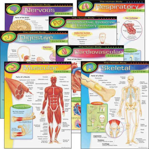 The Human Body Learning Charts Combo Pack 17" x 22" - 7 Pieces - Recommended Grades 5-9