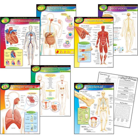 The Human Body Learning Charts Combo Pack 17" x 22" - 7 Pieces - Recommended Grades 5-9