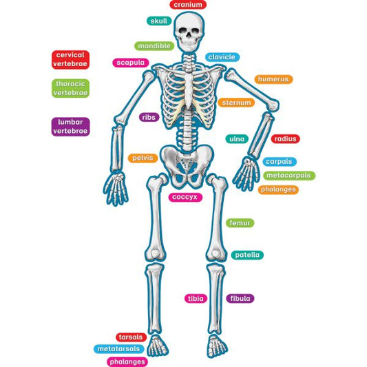 Teacher Created Resources Human Skeleton Accents Theme/Subject: Learning - Skill Learning: Anatomy - 40 Pieces - 5-17 Year - 1 / Set